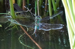 Anax imperator