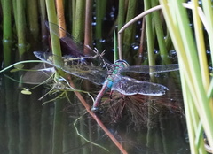 Anax imperator