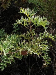 Grevillea bipinnatifida