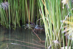 Anax imperator