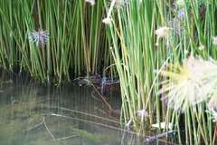 Anax imperator