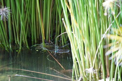 Anax imperator