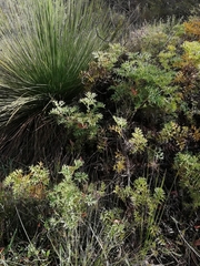 Grevillea bipinnatifida
