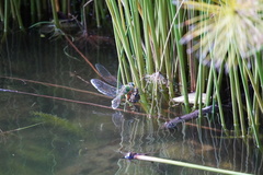 Anax imperator