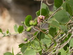 Crematogaster scutellaris