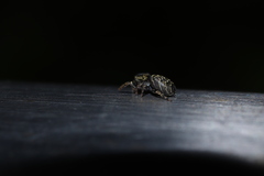 Salticidae