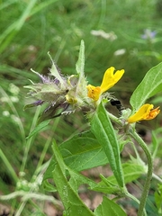 Melampyrum nemorosum