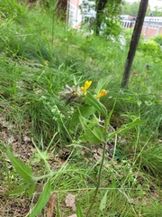 Melampyrum nemorosum