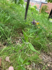 Melampyrum nemorosum