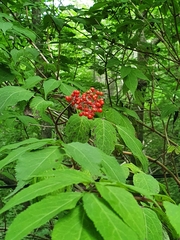 Sambucus williamsii