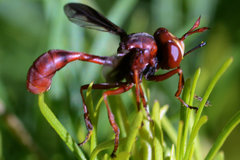 Physocephala burgessi