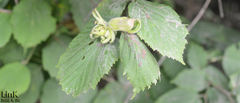 Corylus heterophylla