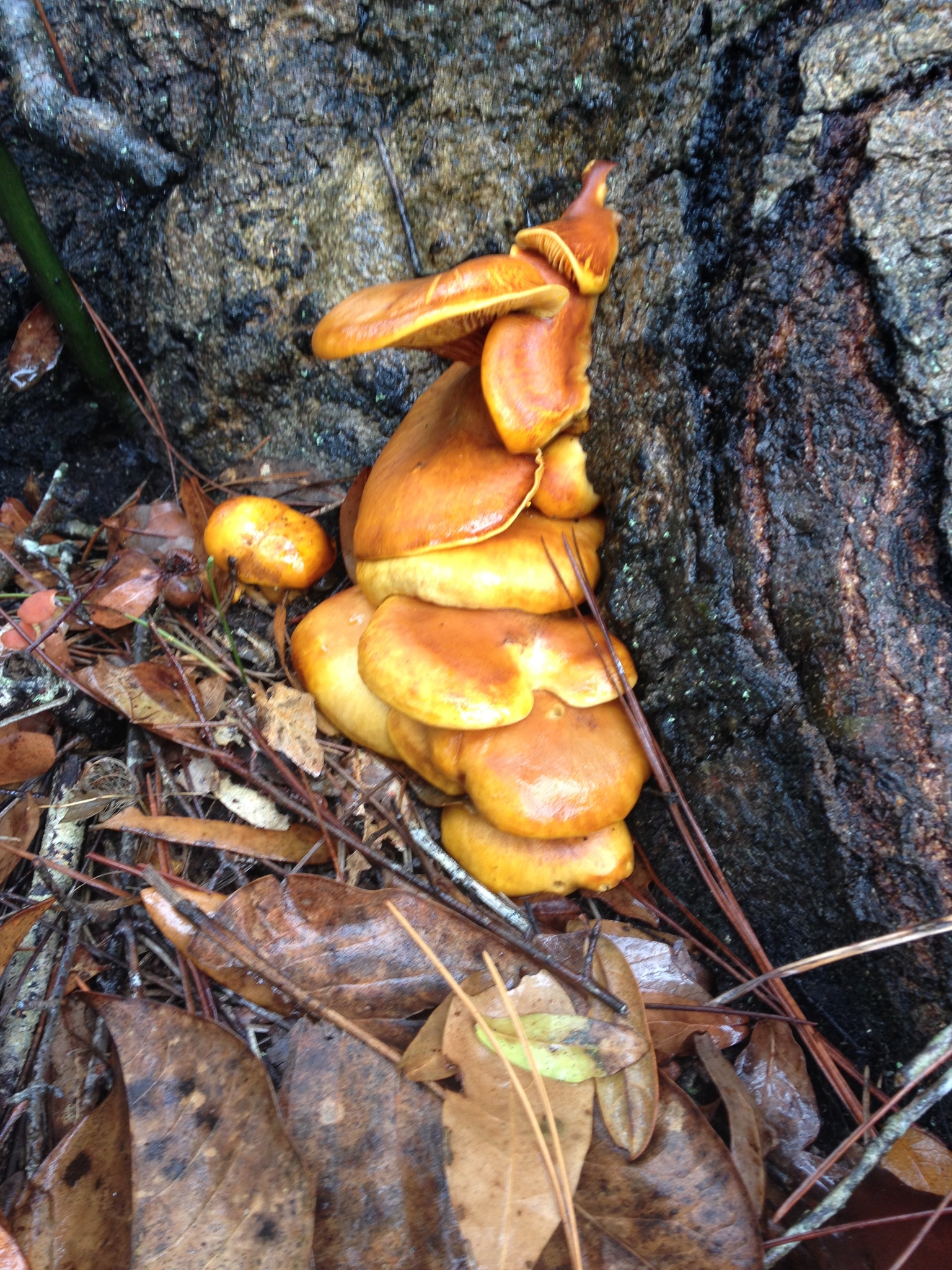 Omphalotus olearius image