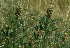 Crotalaria goreensis