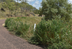 Crotalaria goreensis