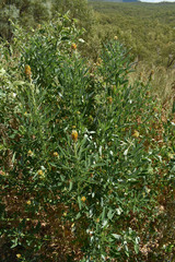 Crotalaria goreensis