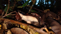 Fungi