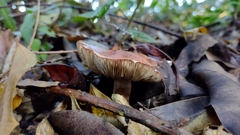Fungi