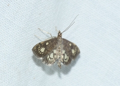 Anania stachydalis