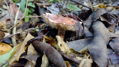 Fungi