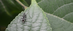 Scudderocoris albomarginatus
