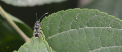 Scudderocoris albomarginatus