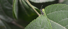 Scudderocoris albomarginatus