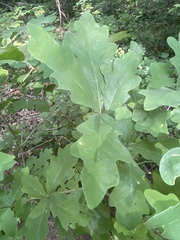 Disholcaspis globosa