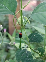 Phymatostetha deschampsi