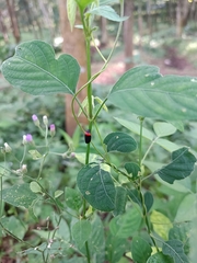 Phymatostetha deschampsi