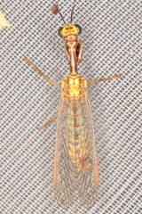 Mantispa aphavexelte