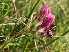 Anthyllis vulneraria pyrenaica