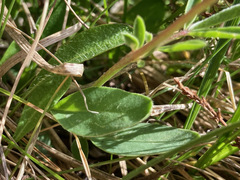 Anthyllis vulneraria pyrenaica