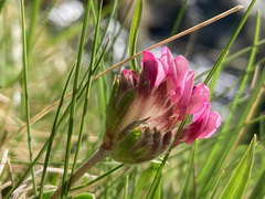 Anthyllis vulneraria pyrenaica