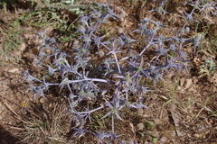 Eryngium triquetrum