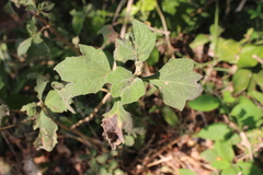 Montanoa tomentosa xanthiifolia