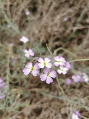 Malcolmia littorea