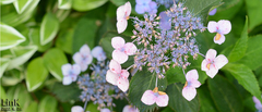 Hydrangea serrata
