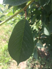 Prunus cerasus