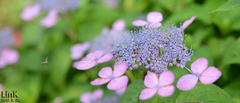 Hydrangea serrata
