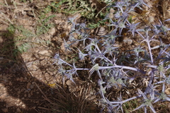 Eryngium triquetrum