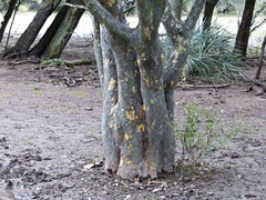 Libidibia paraguariensis