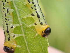 Euura pavida