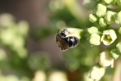 Lasioglossum versans
