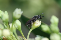 Lasioglossum versans