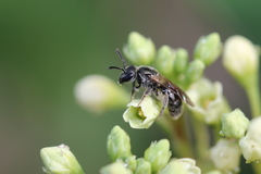 Lasioglossum versans