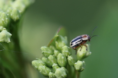 Pachybrachis bivittatus