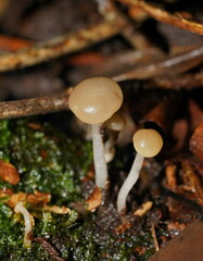 Vibrissea dura