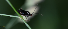 Deraeocoris ater