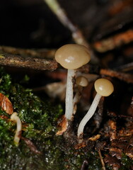 Vibrissea dura